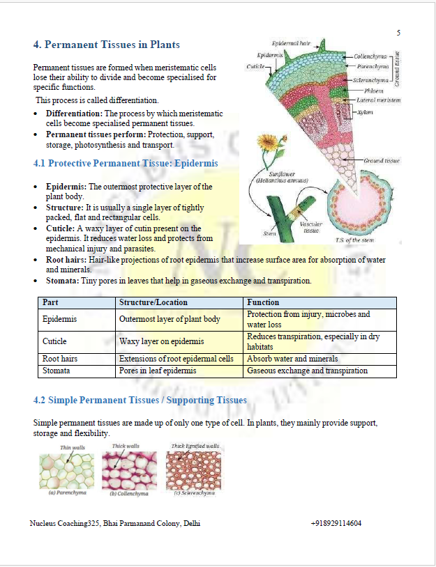 Class 9 Science – Tissues in Action Notes