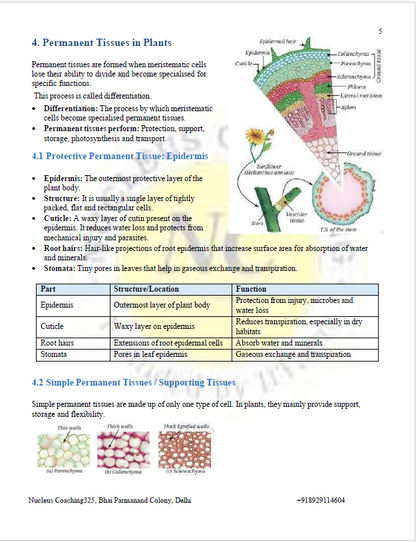 Class 9 Science – Tissues in Action Notes